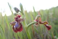 Ophrys speculum