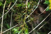 Genista hispanica subsp. occidentalis