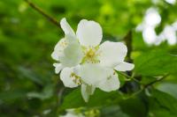 Philadelphus coronarius