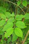 Philadelphus coronarius