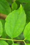 Philadelphus coronarius