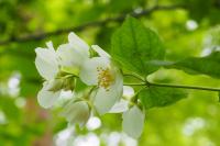 Philadelphus coronarius