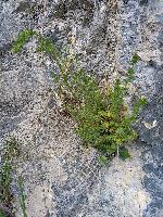 Galium lucidum