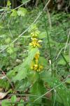 Lamium galeobdolon