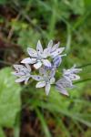 Tractema umbellata