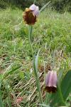 Fritillaria pyrenaica