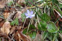 Hepatica nobilis