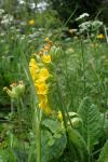 Primula veris