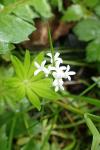 Galium odoratum