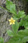 Geum urbanum