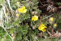 Potentilla verna