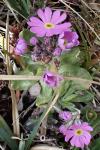 Primula farinosa