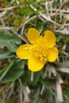 Caltha palustris