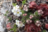Androsace villosa