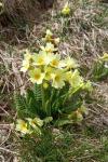 Primula elatior