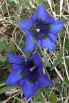 Gentiana acaulis