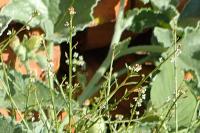 Lepidium graminifolium