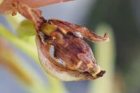 Ophrys scolopax