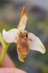 Ophrys scolopax