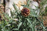 Rhaponticum coniferum