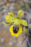 Ophrys lutea