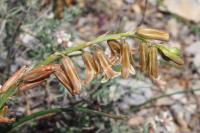 Dipcadi serotinum