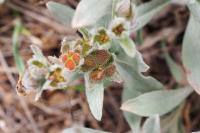 Cynoglossum cheirifolium