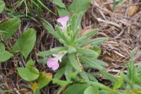 Ajuga iva