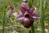 Ophrys aveyronensis