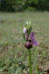 Ophrys aveyronensis