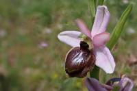 Ophrys aveyronensis