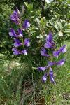 Vicia onobrychioides