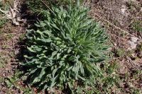 Onosma tricerosperma