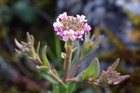 Aethionema saxatile