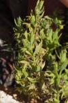 Lysimachia linum-stellatum
