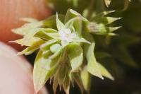 Lysimachia linum-stellatum