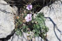 Erodium foetidum