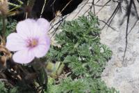 Erodium foetidum