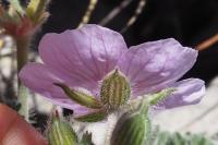Erodium foetidum