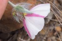 Convolvulus lineatus