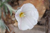 Convolvulus lineatus