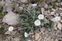 Convolvulus lineatus