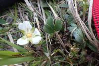 Potentilla sterilis