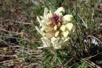 Pedicularis comosa