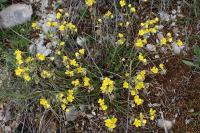 Helianthemum oelandicum var. canescens