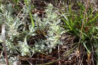 Teucrium rouyanum