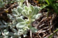 Teucrium rouyanum