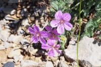 Erodium foetidum