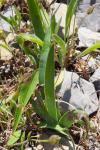 Iris lutescens