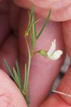 Vicia saxatilis